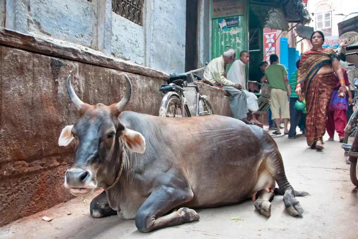 Congresista de EE.UU. propone vender carne a India y redes estallan por su error cultural