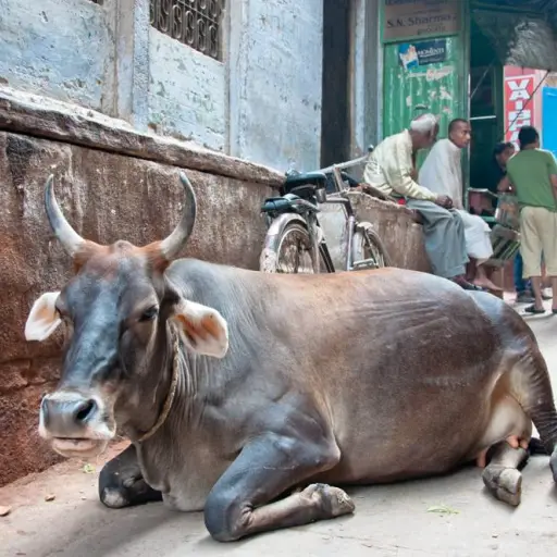 Congresista de EE.UU. propone exportar carne vacuna a India y provoca controversia