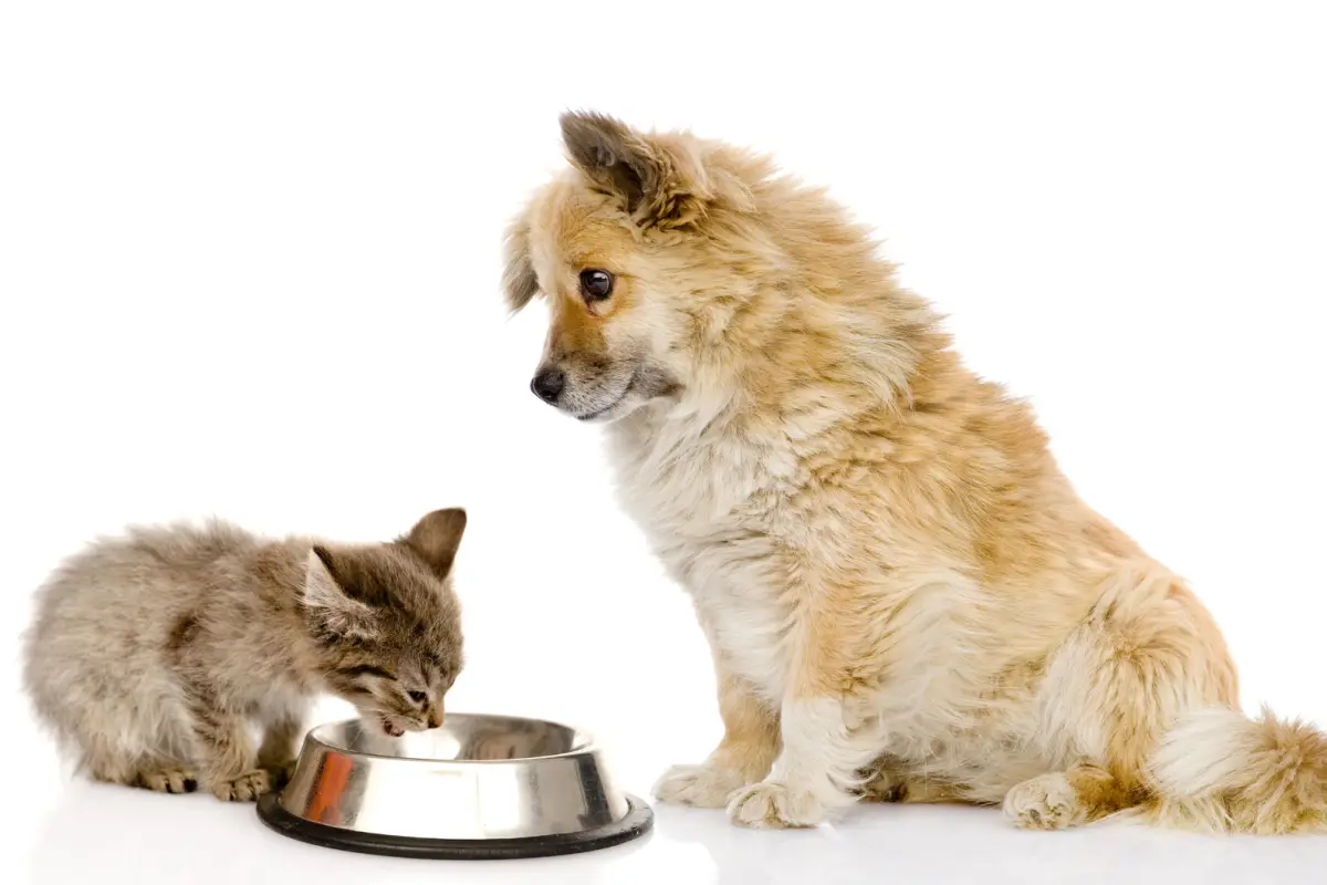 ¿Pueden los gatos comer comida de perro? Esto es lo que pasa