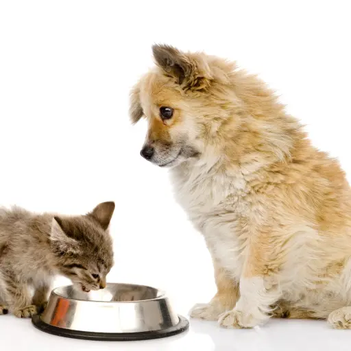 ¿Pueden los gatos comer comida de perro? Esto es lo que pasa