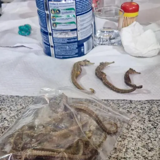 Fiscalía procesa a Qui J., por el delito de tráfico de caballitos de mar en Manta