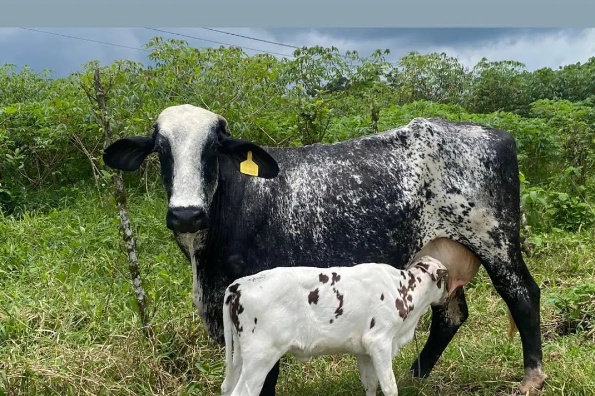 The Rare Tour 2025 resalta el prestigio de la gastronomía ecuatoriana ante el mundo culinario internacional con carne de calidad ecuatoriana.