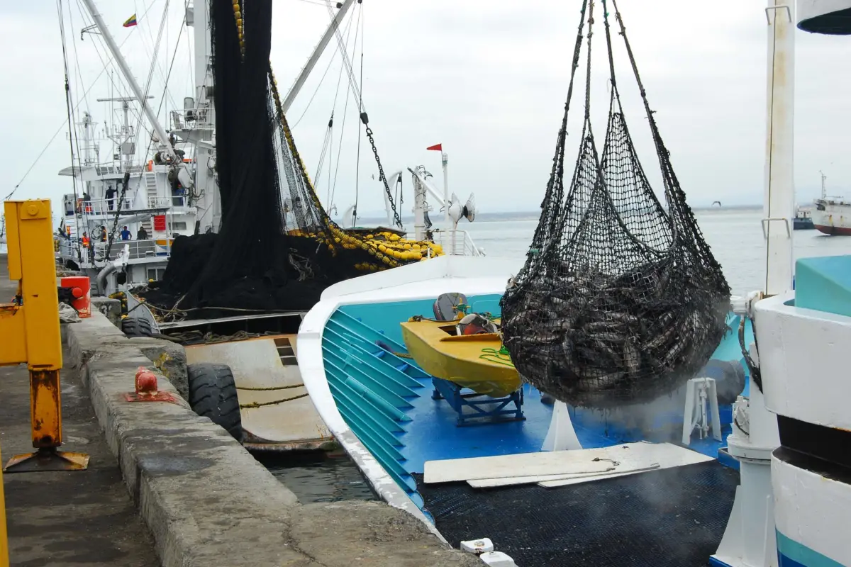 pesca manabi produccion grandes contribuyentes