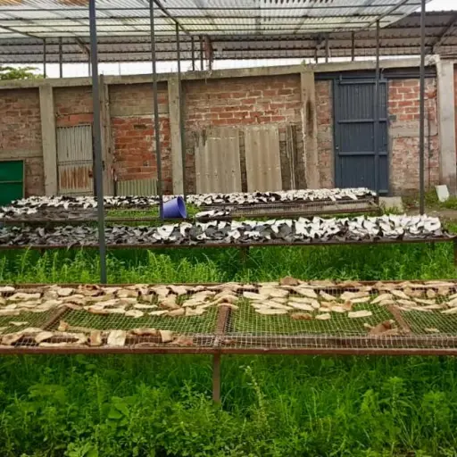 La Policía decomisó 15 toneladas de aletas de tiburón y detiene a dos personas durante un operativo en Manta