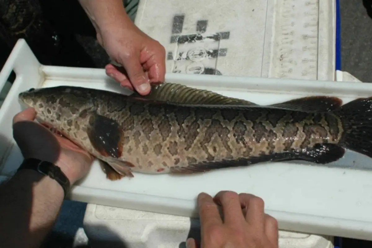 Pez cabeza de serpiente, alerta en Estados Unidos por especie invasora