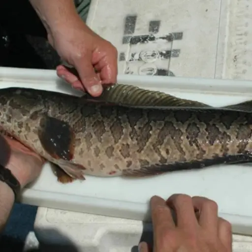 Pez cabeza de serpiente: alerta en Estados Unidos por especie invasora