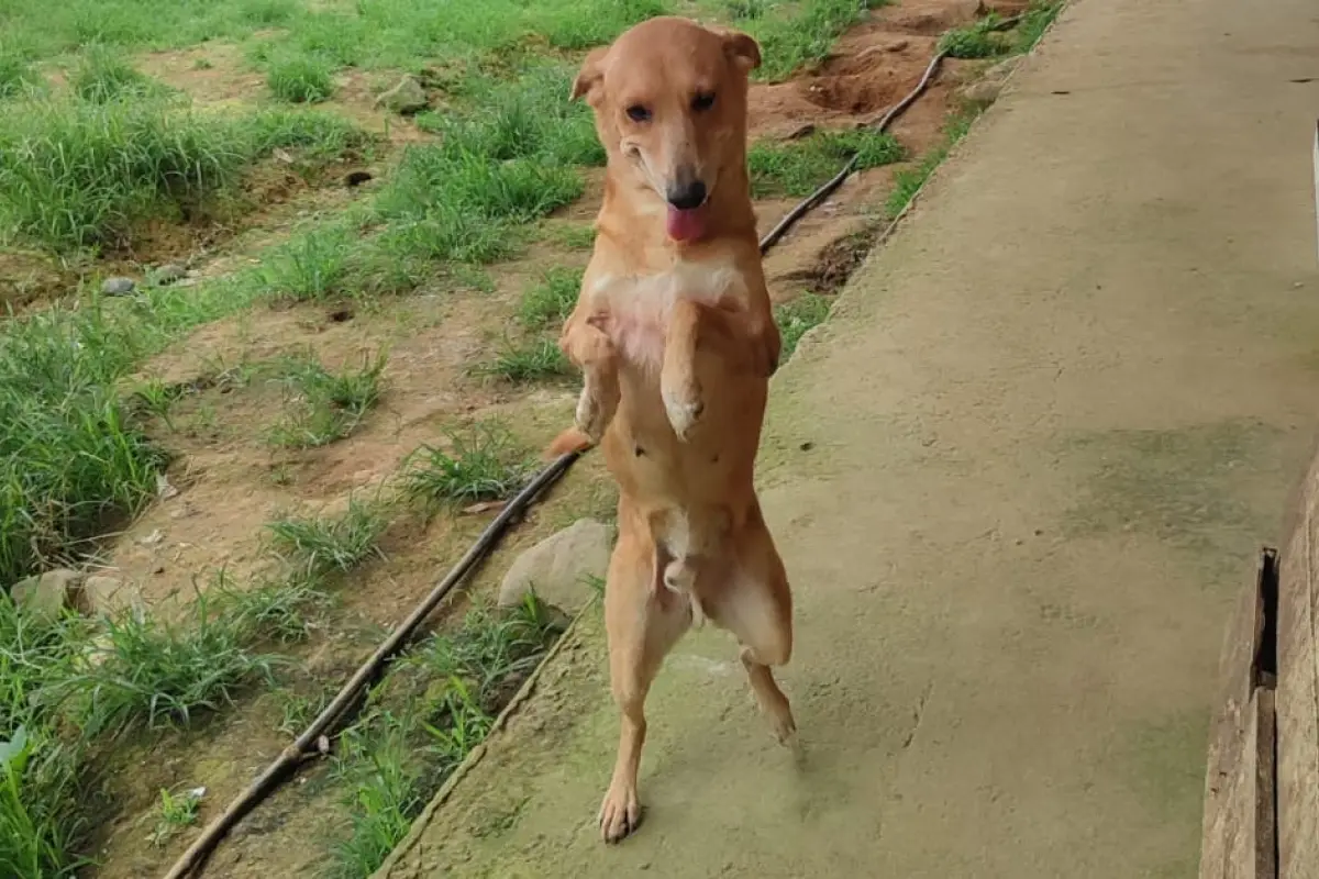 Perro Atropellado en El Carmen: Fundación Exige Fin al Maltrato Animal