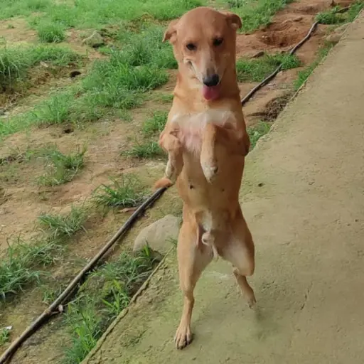 Perro atropellado en El Carmen: Fundación exige fin al maltrato animal