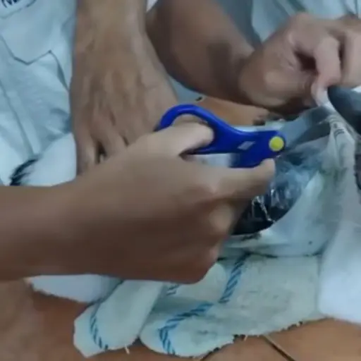 Hecho insólito: Así fue la 'captura' de un “gato narco”, animal que fue usado para ingresar droga a una cárcel de Costa Rica