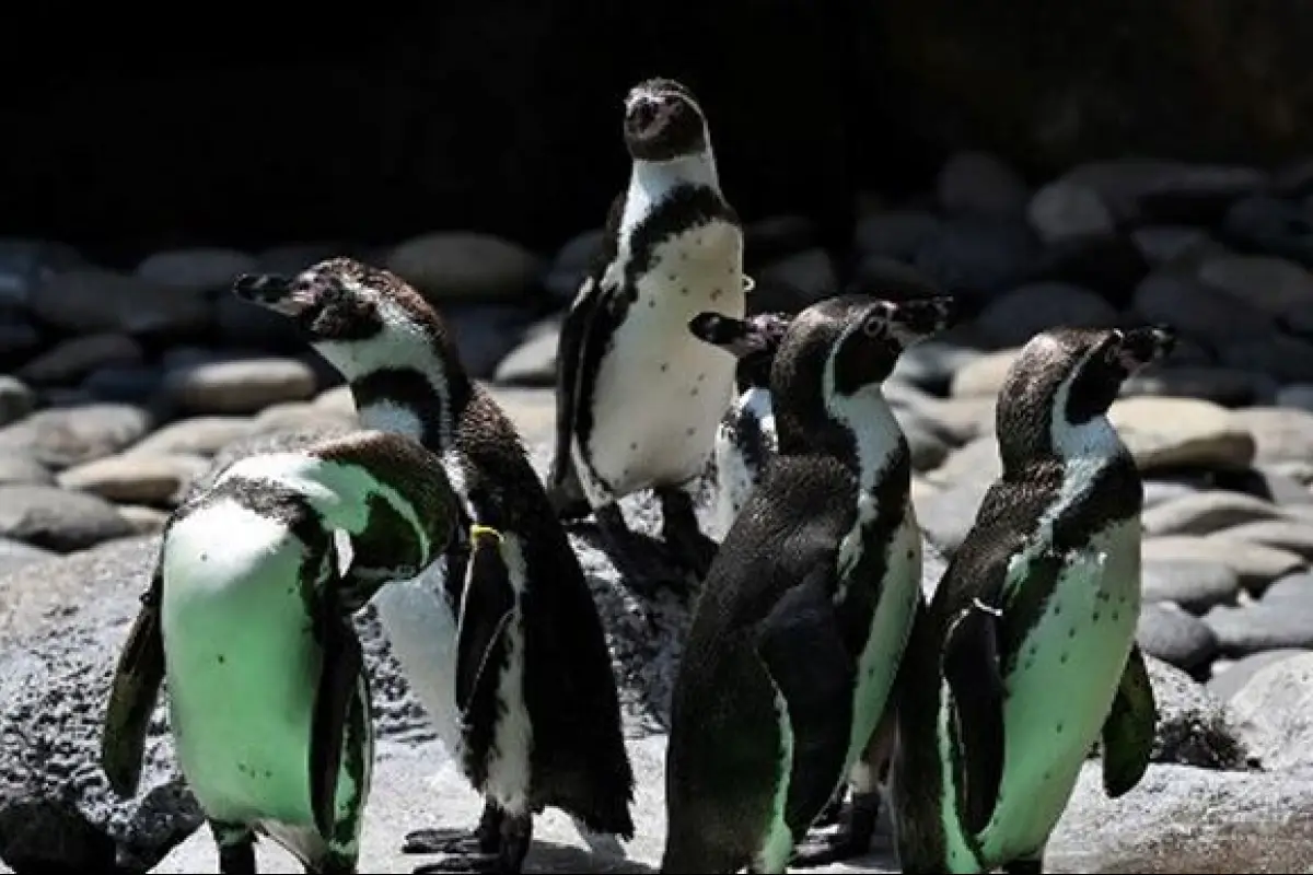 Pinguinos-mueren-picaduras-abejas_18387721, 