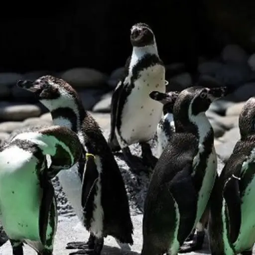 Abejas matan a decenas de pingüinos africanos en Sudáfrica