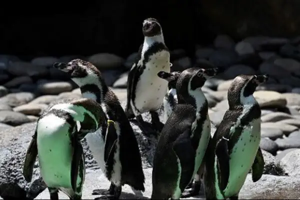 Pinguinos-mueren-picaduras-abejas_18387721 ,