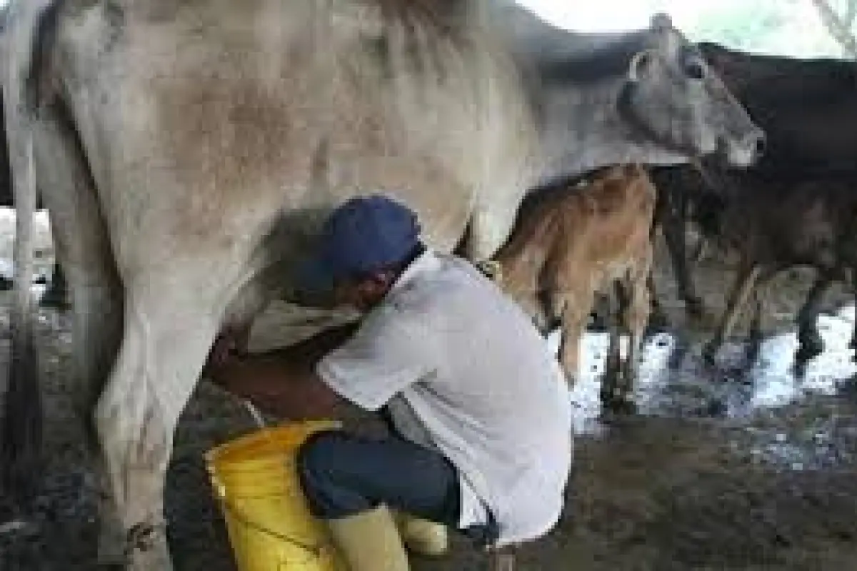 Productores manabitas ven en China una salida a la crisis del sector ganadero