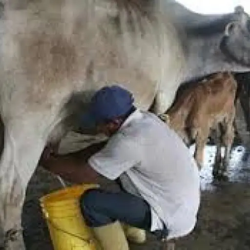 Productores manabitas ven en China una salida a la crisis del sector ganadero
