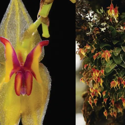 Descubren en Ecuador tres especies de orquídeas, dos bajo amenaza de extinción