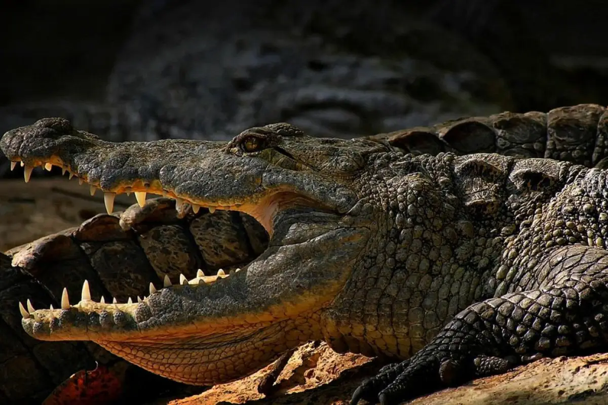 Un hombre se salvó de morir devorado por un cocodrilo tras intentar tomarse una foto con el animal en un zoológico de Filipinas. (Pexels).