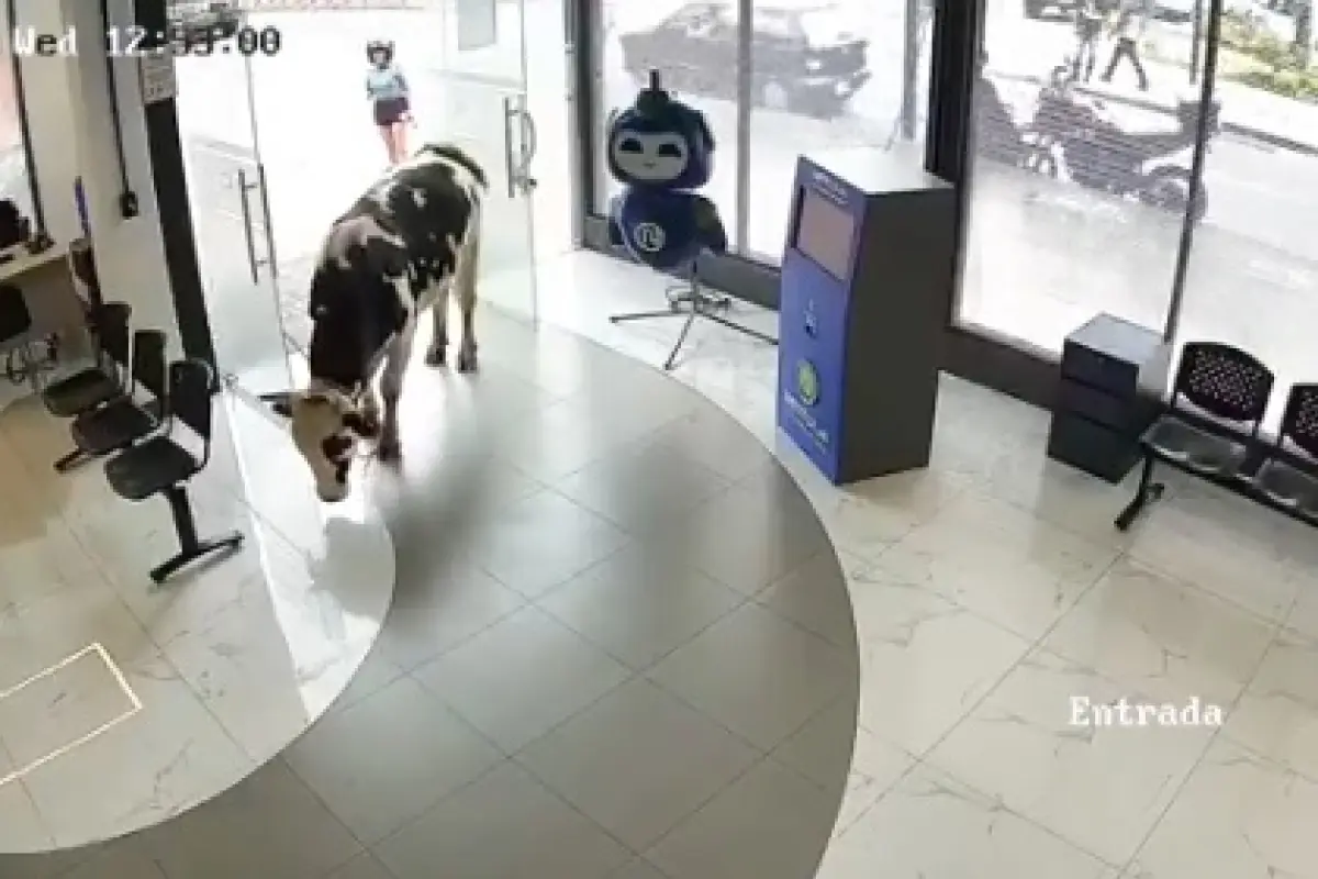 Una vaca ingresó a la oficina de la empresa de internet en Loja, Ecuador, sorprendiendo a empleados que se encontraban de guardia