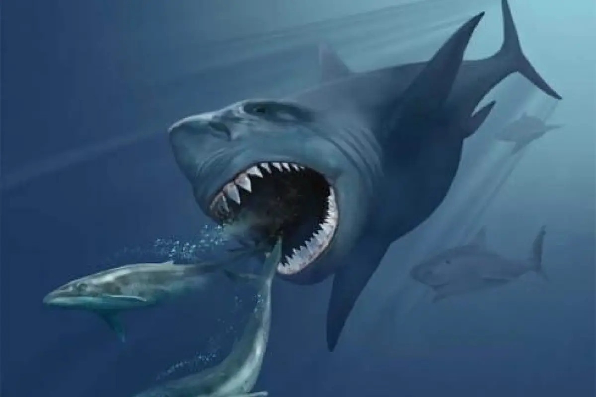 El temible megalodón no solo cazaba ballenas: nuevo estudio revela su dieta diversa