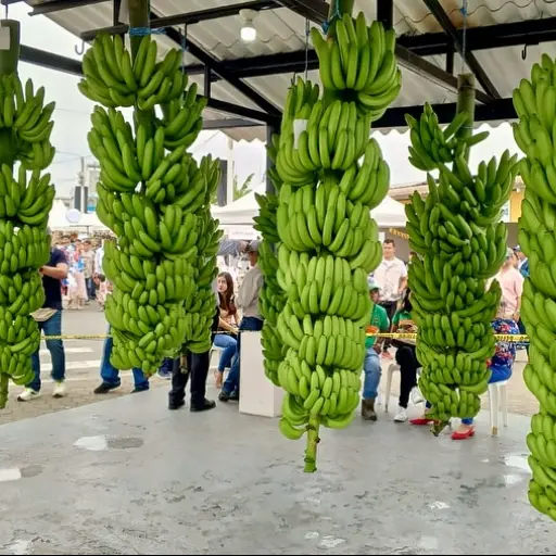 Los Ríos consolida su posición como principal productora de banano, con casi el 40% del total nacional