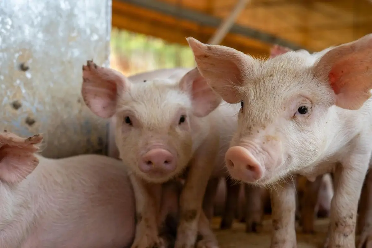 La carne de cerdo es la segunda mayor consumida por los ecuatorianos, la proteína preferida es el pollo. (Pexels).