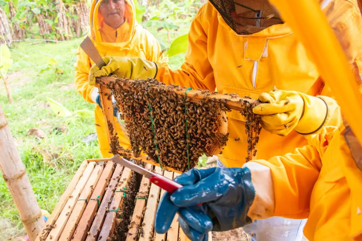 Día mundial de las abejas: El Carmen impulsa la apicultura como alternativa económica rural