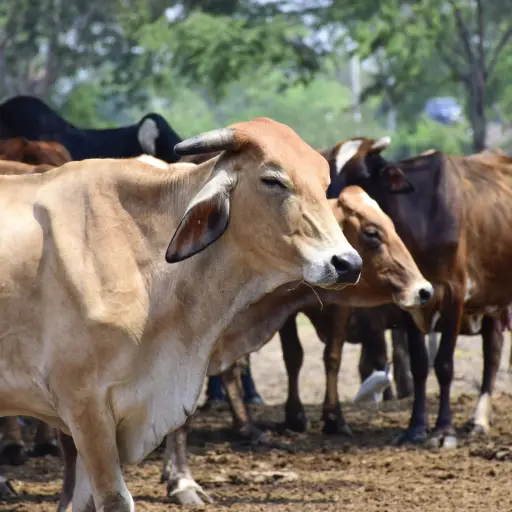 Manabí concentra más de un millón de cabezas de ganado y lidera producción agropecuaria