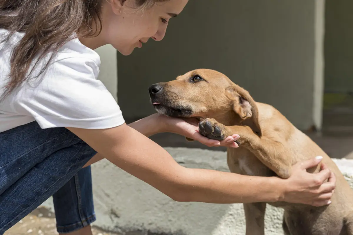 Pérdida de animales en Ecuador: solo el 29% de mascotas extraviadas regresan a casa