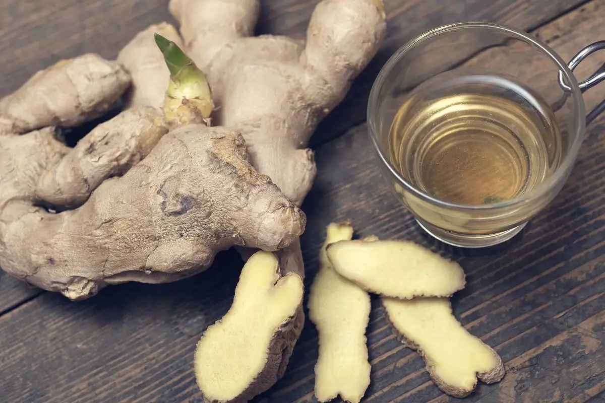 Jengibre: el rizoma que combate inflamaciones y mejora la digestión