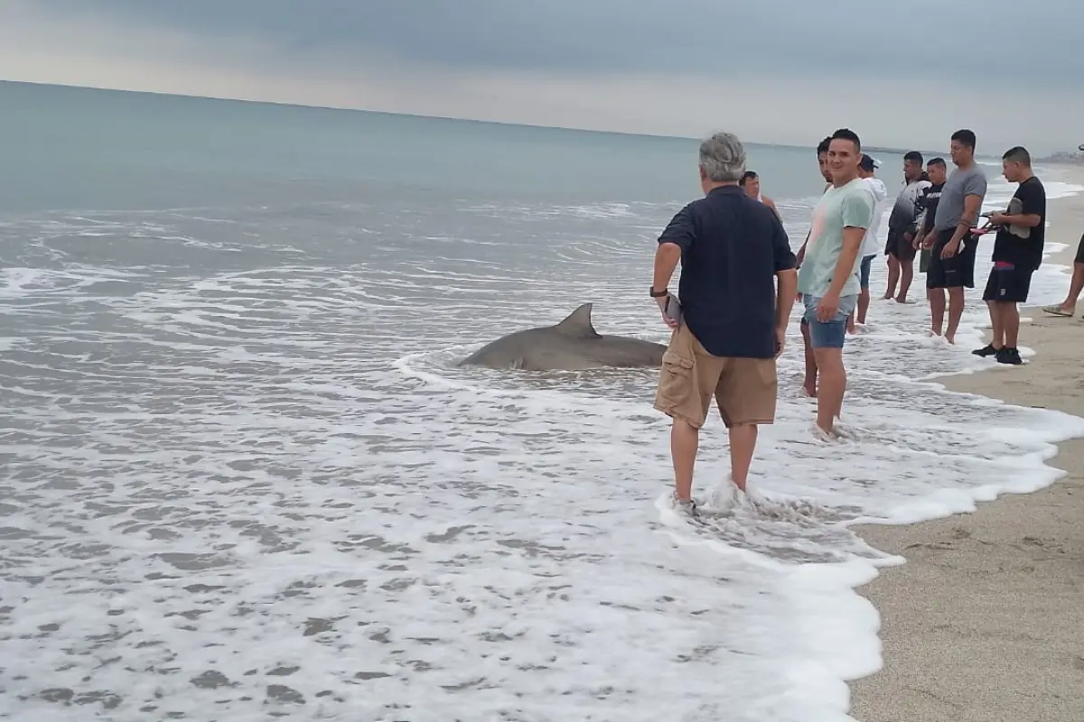 La presencia de un tiburón en Crucita generó alarma entre bañistas y pescadores.