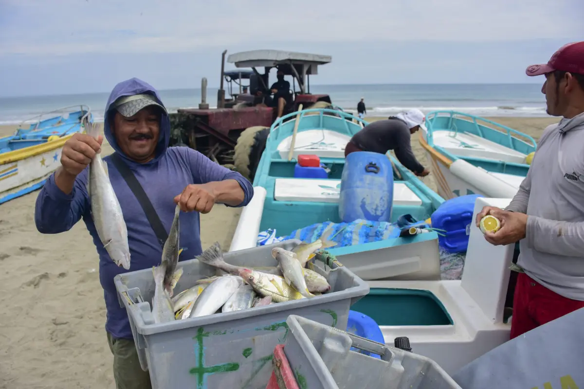 LMM, La temperatura fría del mar, empieza a favorecer la pesca de pelágicos pequeños.