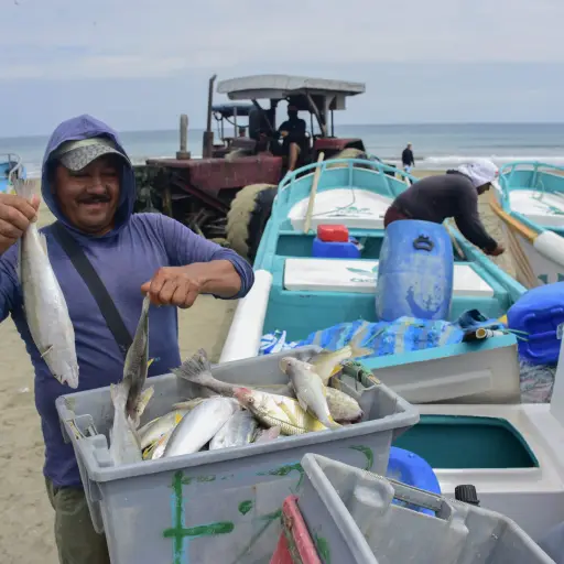 Corrientes frías impulsan los pelágicos pequeños. Se prevé una productividad moderada a alta
