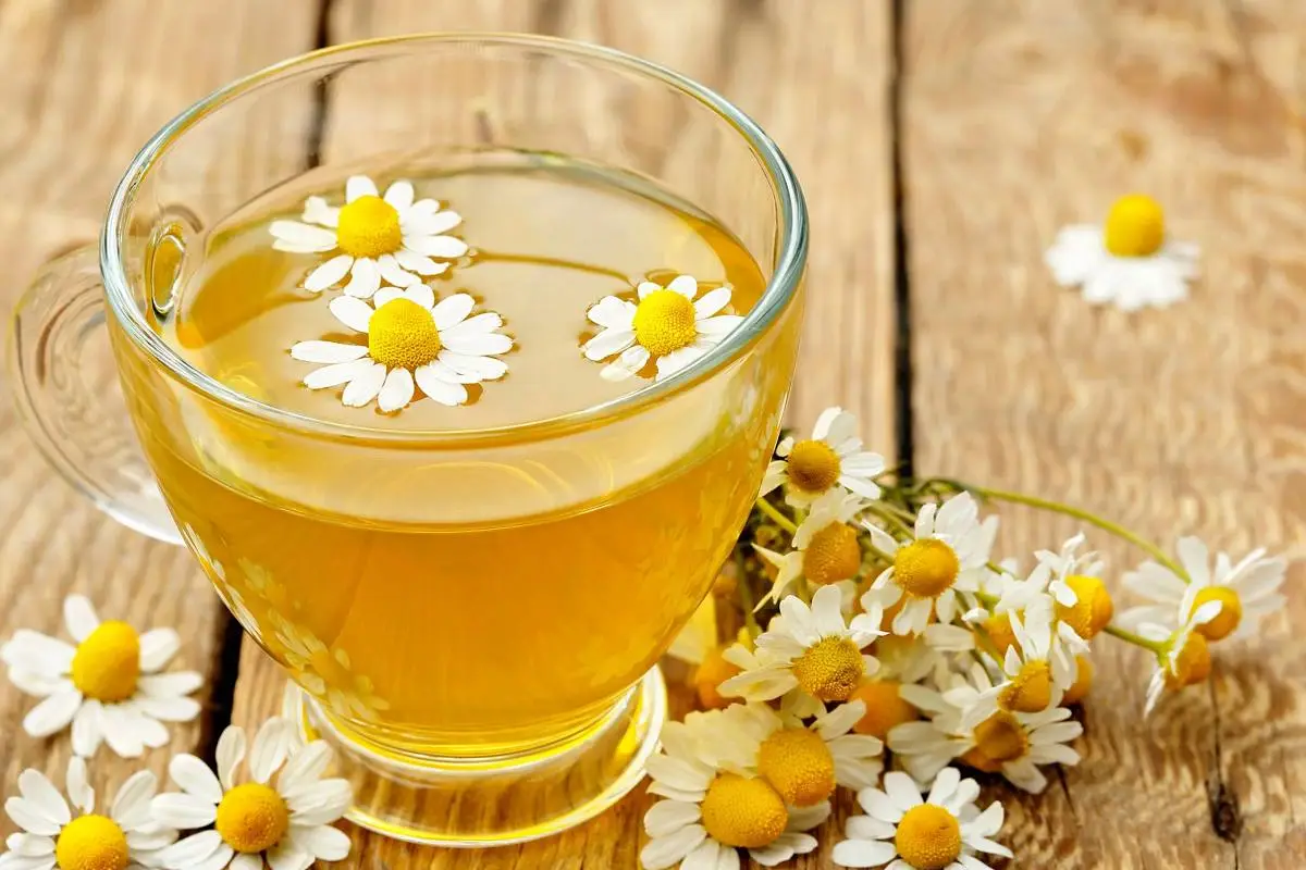 Descubre tres aplicaciones alternativas de la manzanilla con beneficios comprobados