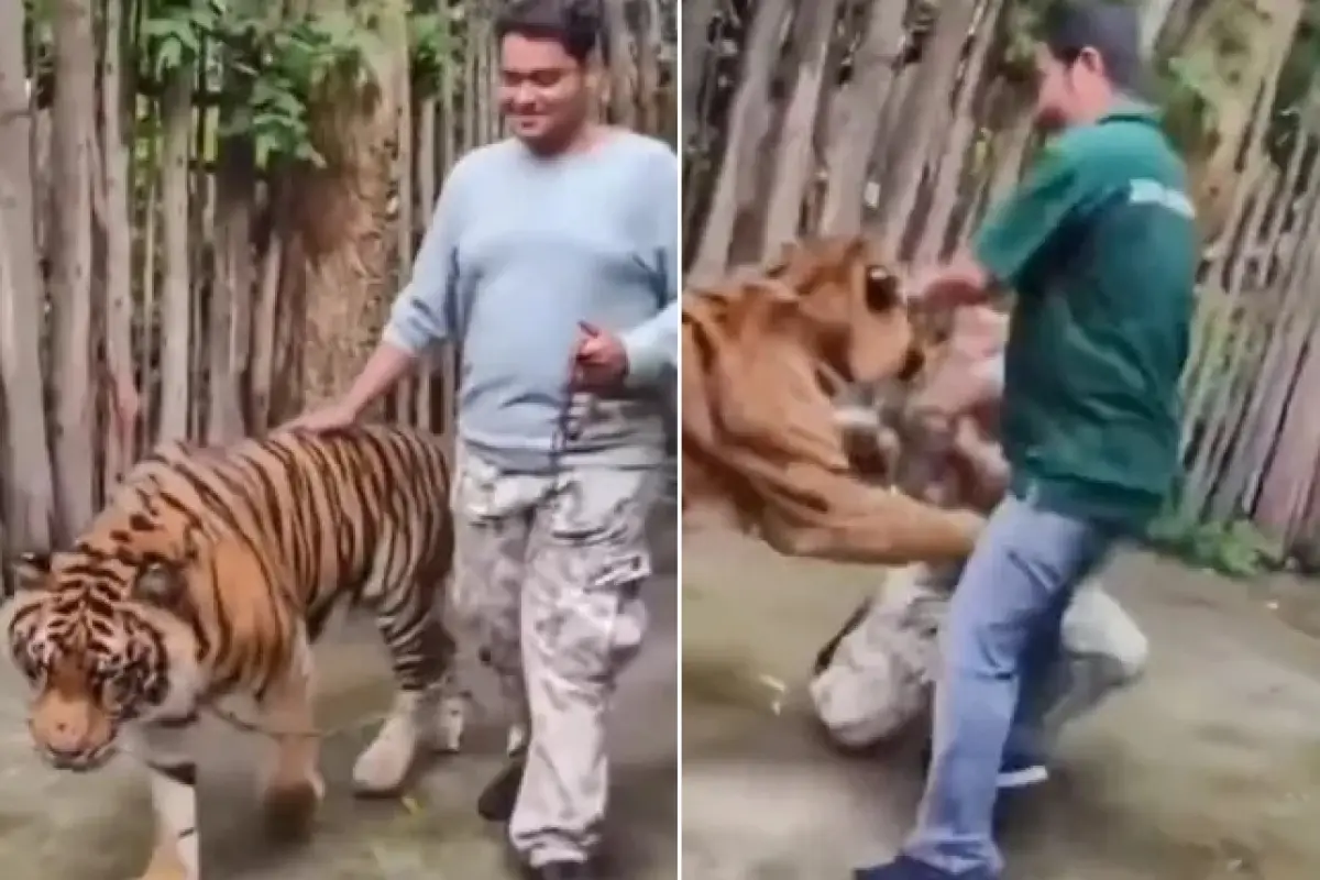 Un turista indio resultó herido tras ser atacado por un tigre en el parque de atracciones Tiger Kingdom, en Phuket, Tailandia.