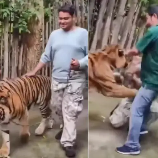 Turista indio resultó herido por un tigre al intentar tomarse una selfi en Tailandia