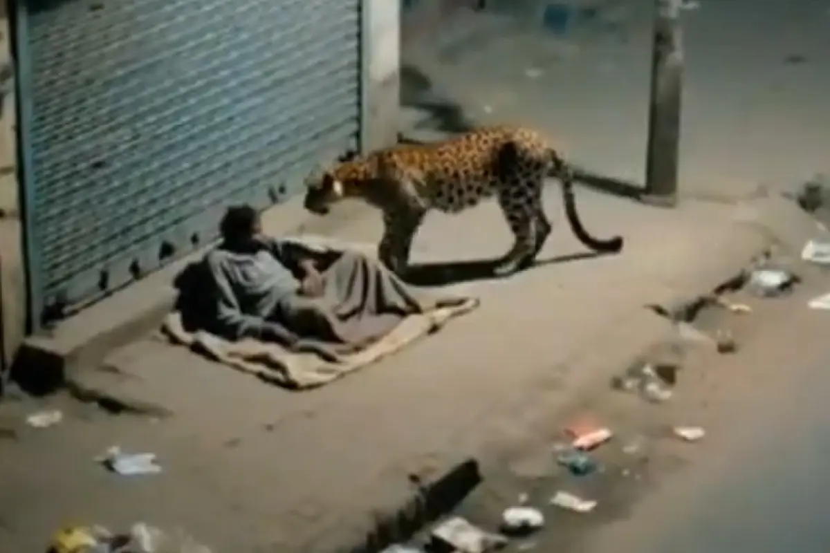 Un leopardo se acercó a un habitante de calle (indigente) en una localidad no especificada de India, lo olió brevemente y se alejó sin causar daños.