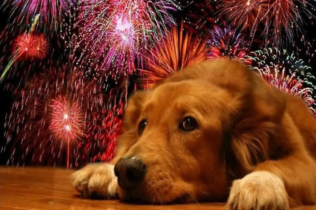 Descubre cómo proteger a tu perro del estrés por petardos y juegos pirotécnicos