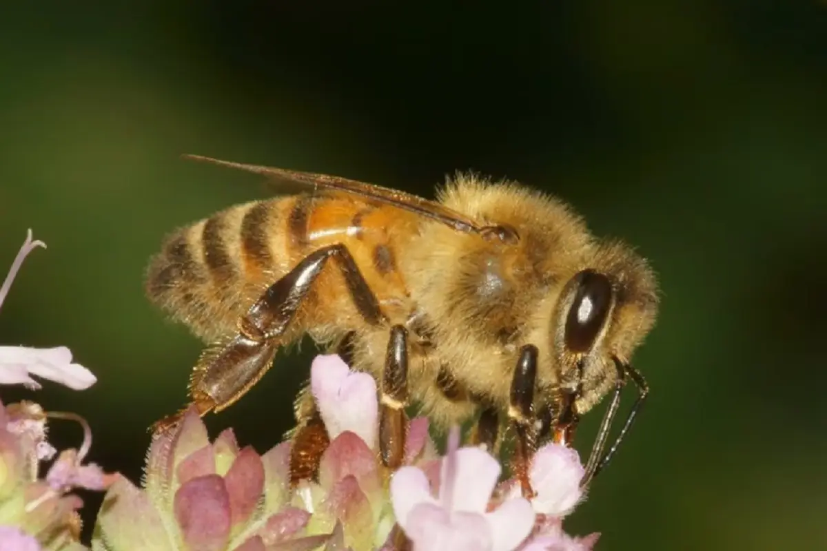 Investigación revela potencial terapéutico del veneno de abeja en enfermedades. FOTO: Europa Press.