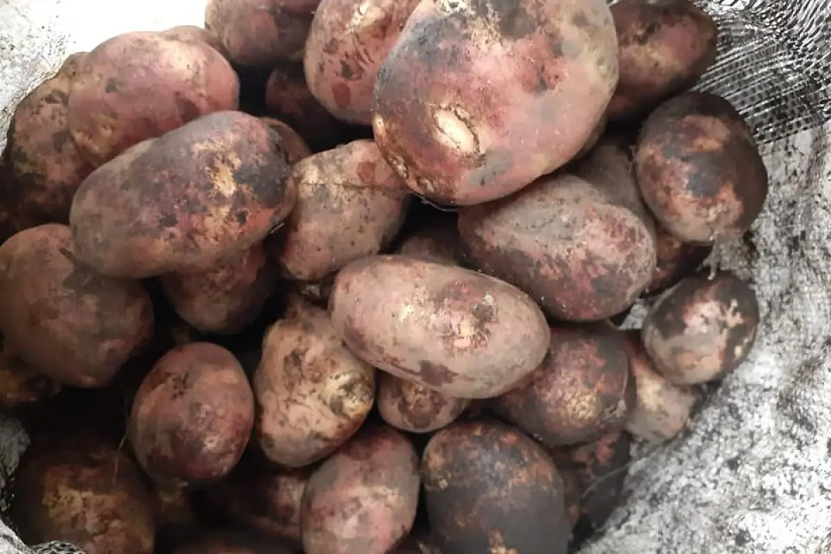 papa, Productos esenciales como papa, tomate y verde son cada vez más costosos.

