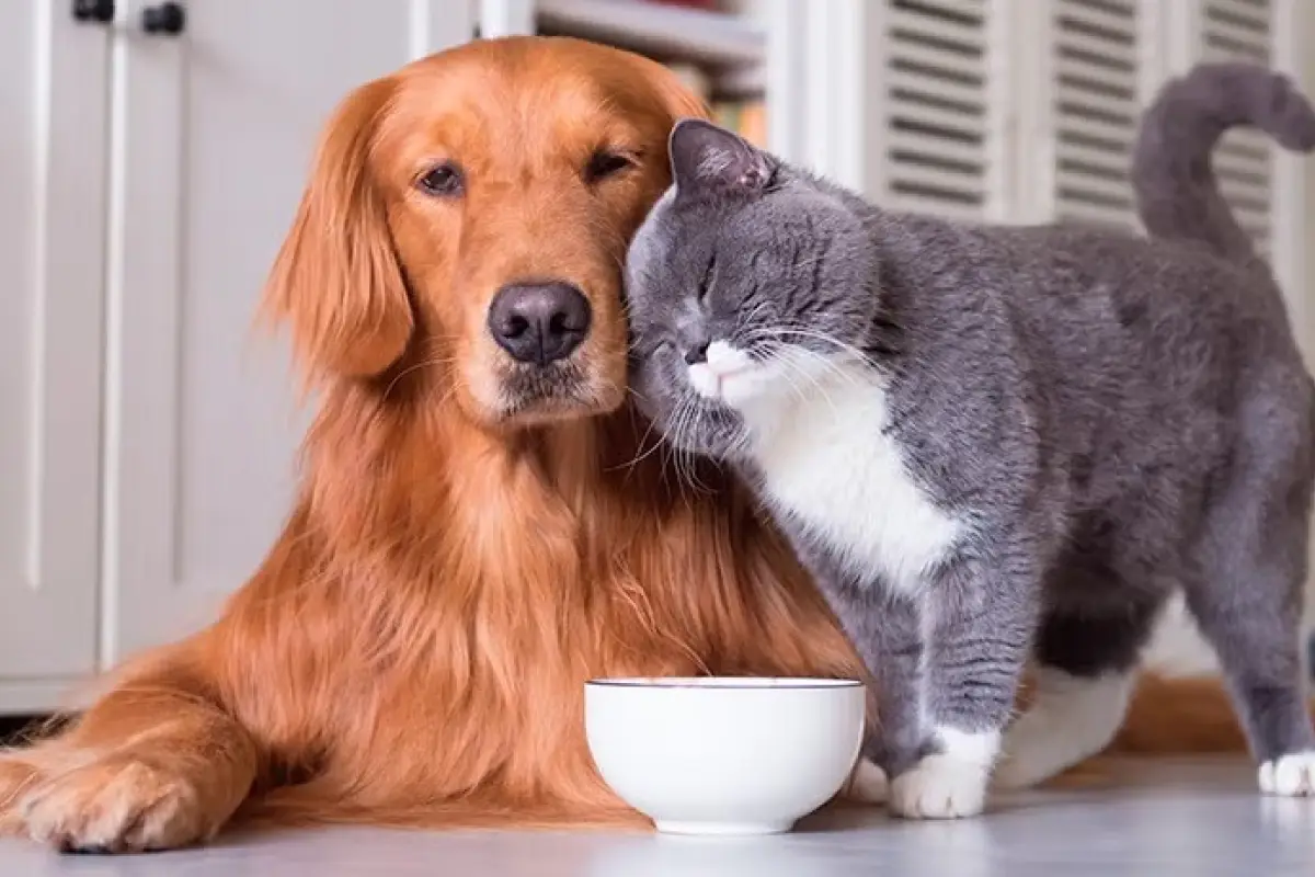 El gasto anual promedio por perros de tamaño mediano puede ubicarse entre USD 800 y 1.200, mientras que para un gato, oscila entre USD 600 y 900.