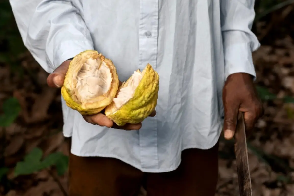 Cultivo de cacao, Los cultivos de cacao y café, crecieron 35,1% en Ecuador, lo que contribuyó favorablemente en la economía