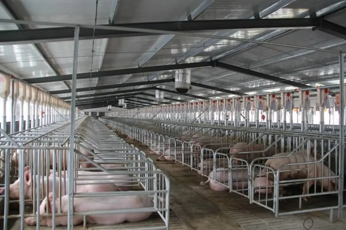 Sector porcicultor advierte sobre riesgos de importar carne de cerdo desde Brasil by 41, 