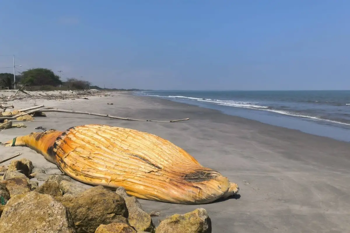 Operativo interinstitucional atiende ballena muerta en la isla Jambelí, 