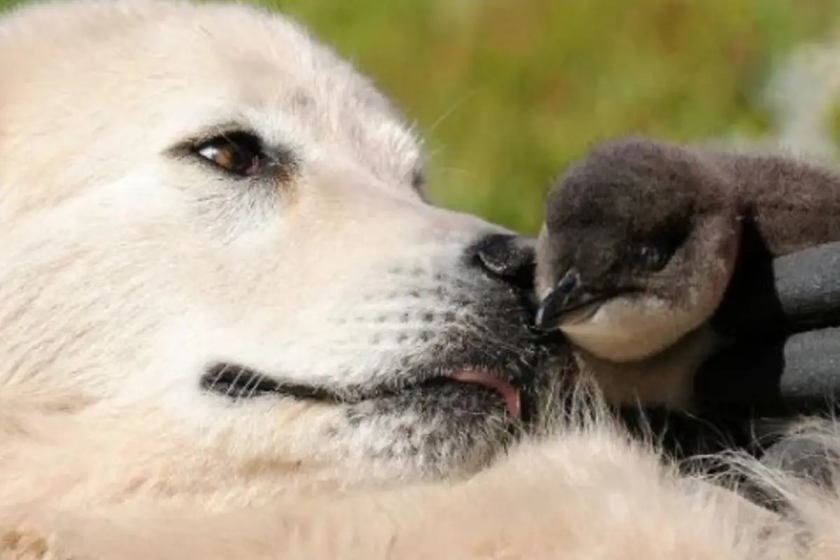 En Australia, se entrena a perros guardianes de la raza Maremma para proteger de la extinción a los pingüinos más pequeños del planeta. S