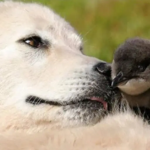 Australia entrena a dos perros para proteger a una especie de pingüinos en peligro de extinción