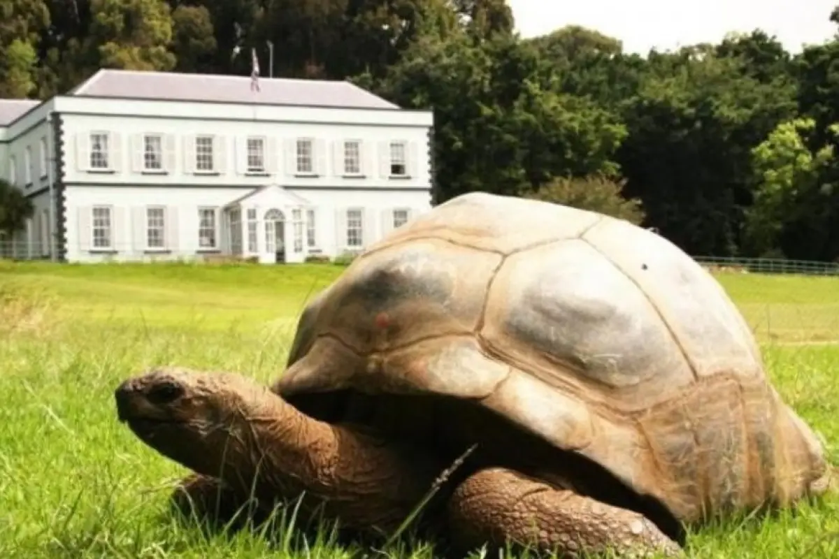 Jonathan, una tortuga gigante de Seychelles, supera los 190 años de edad, consolidándose como el quelonio más longevo del mundo.