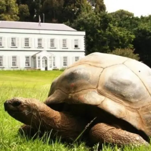 Jonathan, la tortuga gigante de más de 190 años que aún respira y se encuentra en Santa Elena