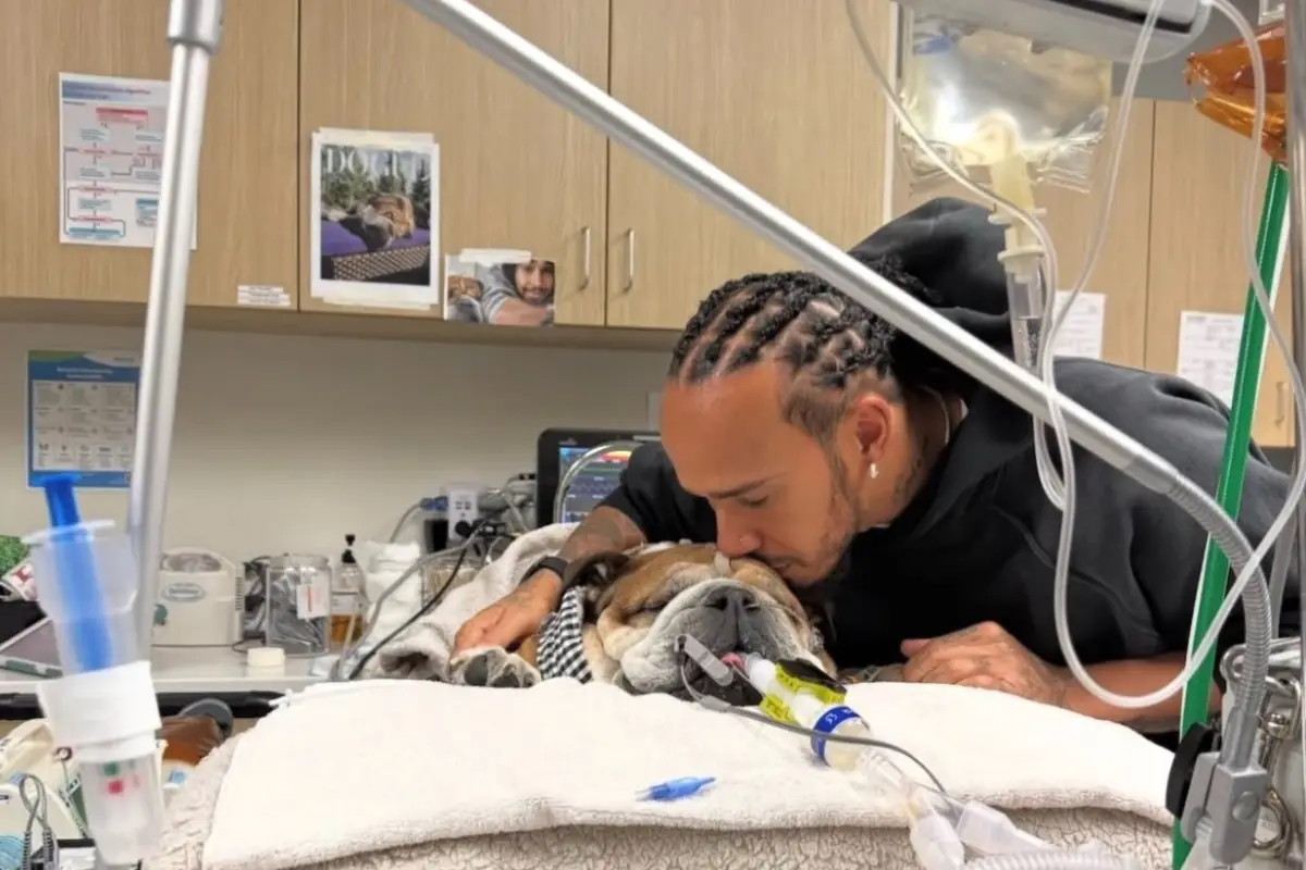 Lewis Hamilton se ausenta de pruebas de Ferrari para acompañar a su bulldog Roscoe en coma