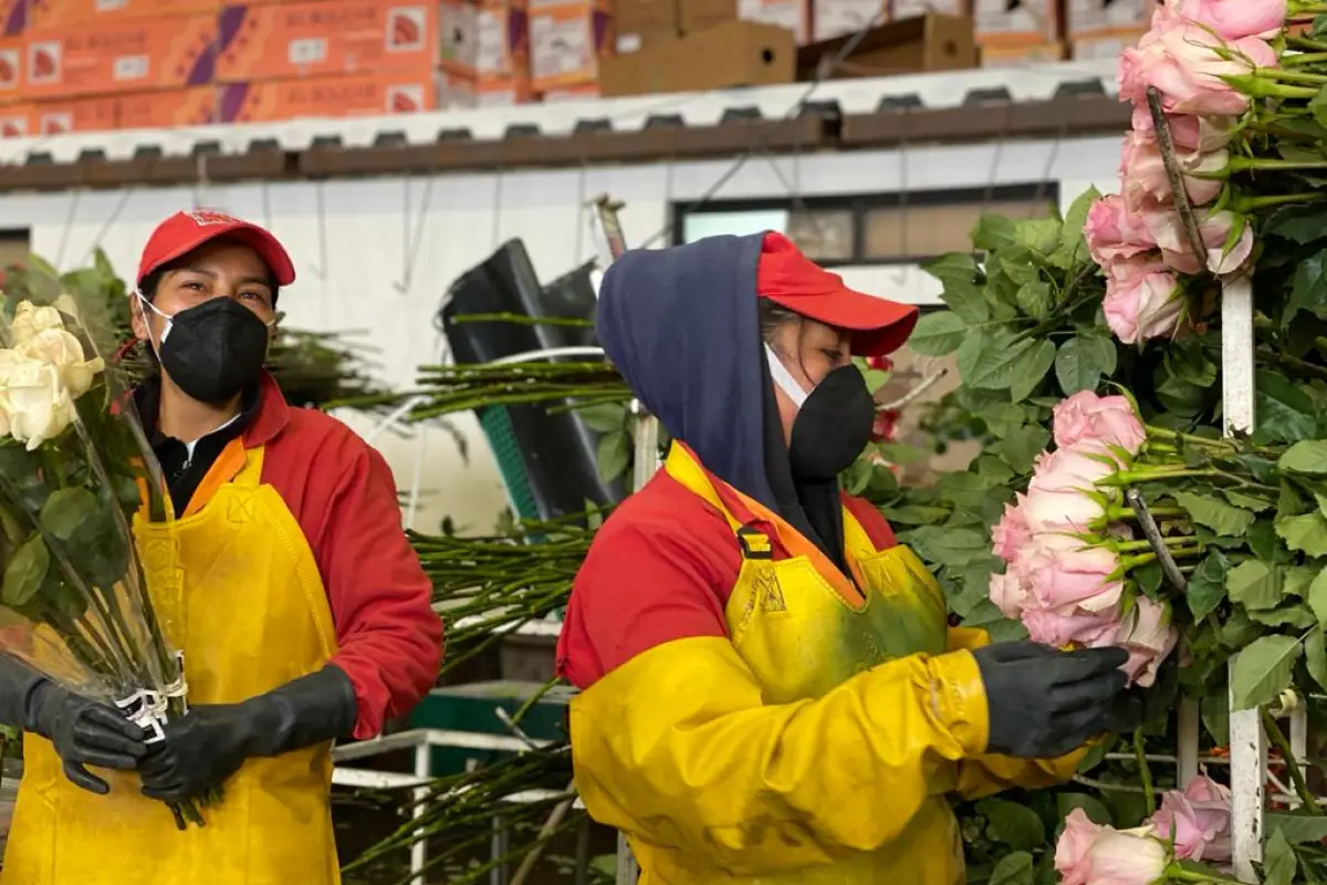 Paro nacional en Ecuador afecta exportación de rosas y genera pérdidas millonarias.