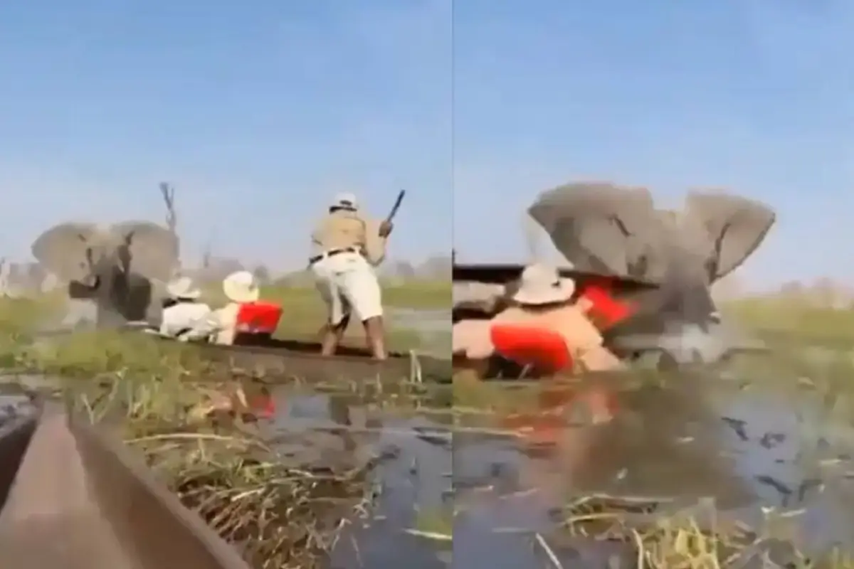 Incidente en safari de Botswana deja a turista sumergida por ataque de elefante