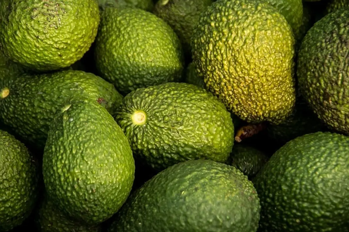 Con récord de exportaciones, Ecuador amplía su presencia internacional con el aguacate hass